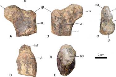 Fossilized remains of a 168 million-year-old dinosaur discovered in Morocco: what makes them unique