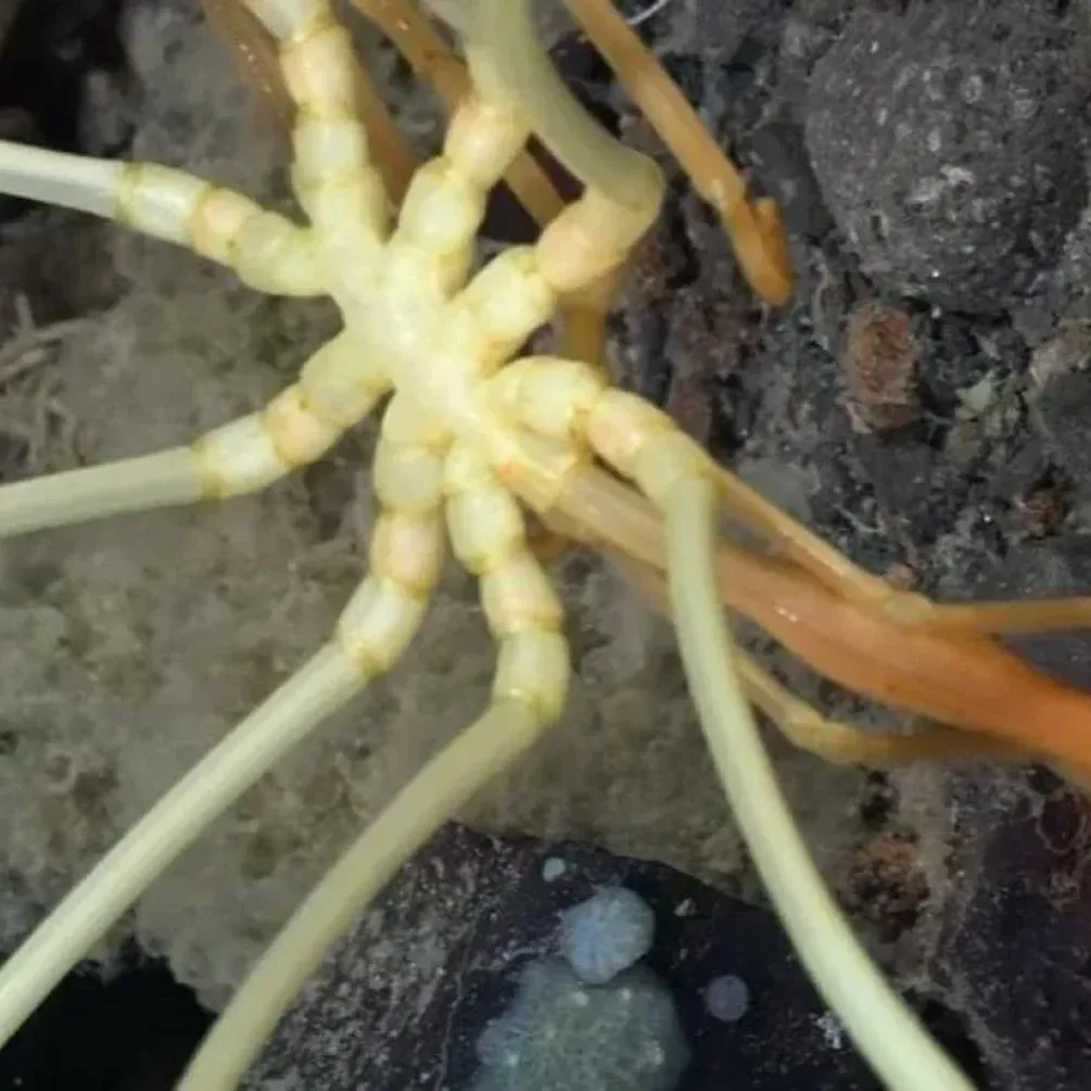 Deep-sea spider discovered on the ocean floor near Antarctica: what makes it unique