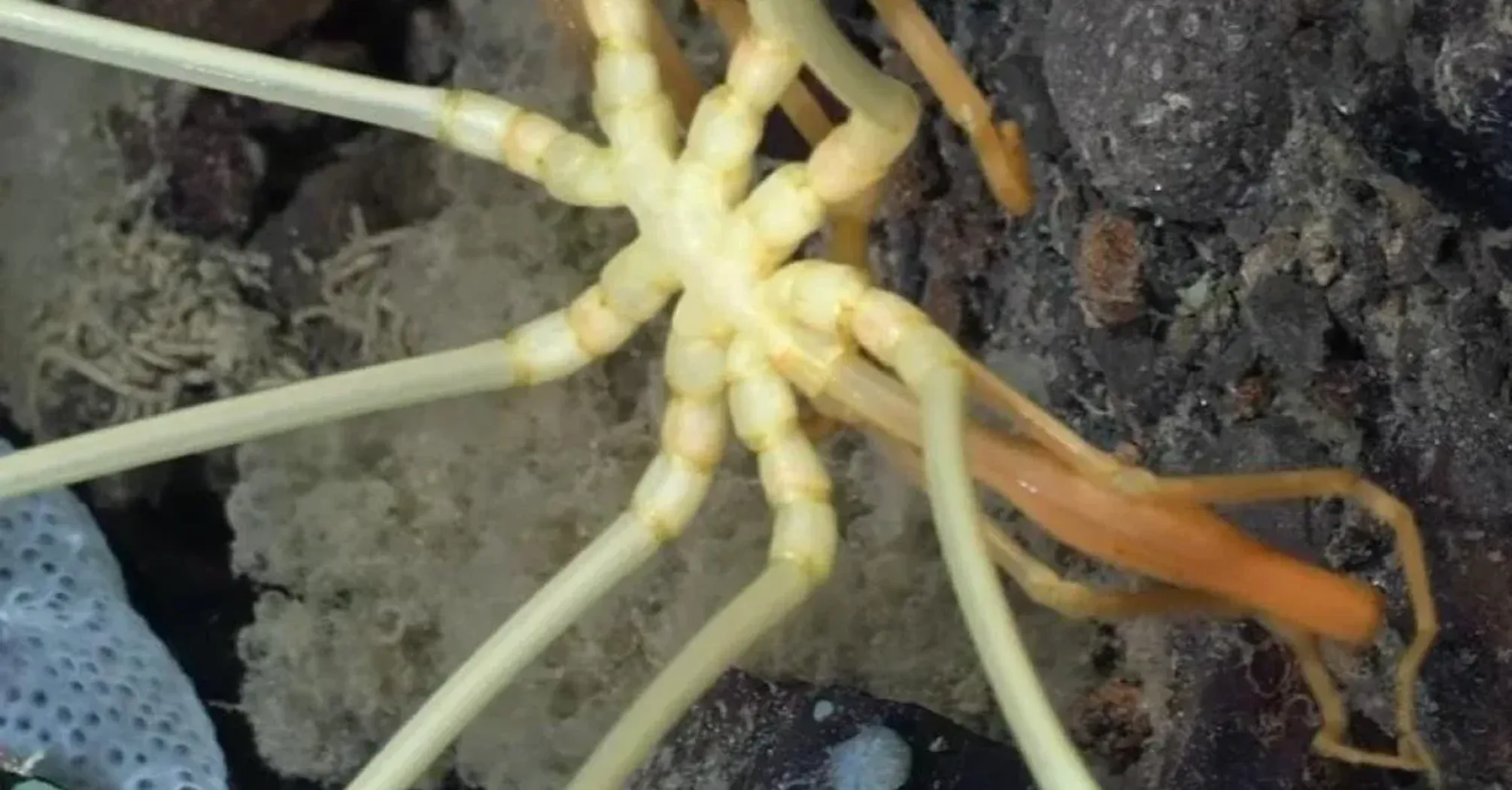 Deep-sea spider discovered on the ocean floor near Antarctica: what makes it unique