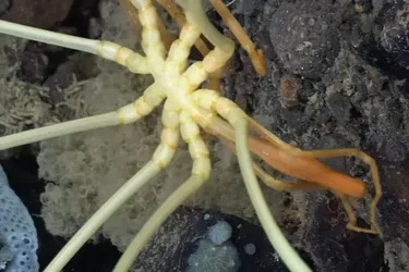 Deep-sea spider discovered on the ocean floor near Antarctica: what makes it unique