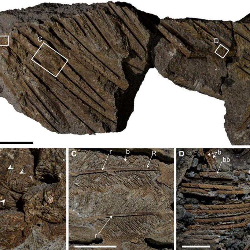 Scientists found a fossilized feather of an ancient vulture in Italy: what makes it unique