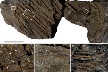Scientists found a fossilized feather of an ancient vulture in Italy: what makes it unique