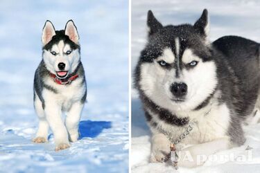 Чи мають право мобілізувати чоловіків 50-60 років: відповідь юриста