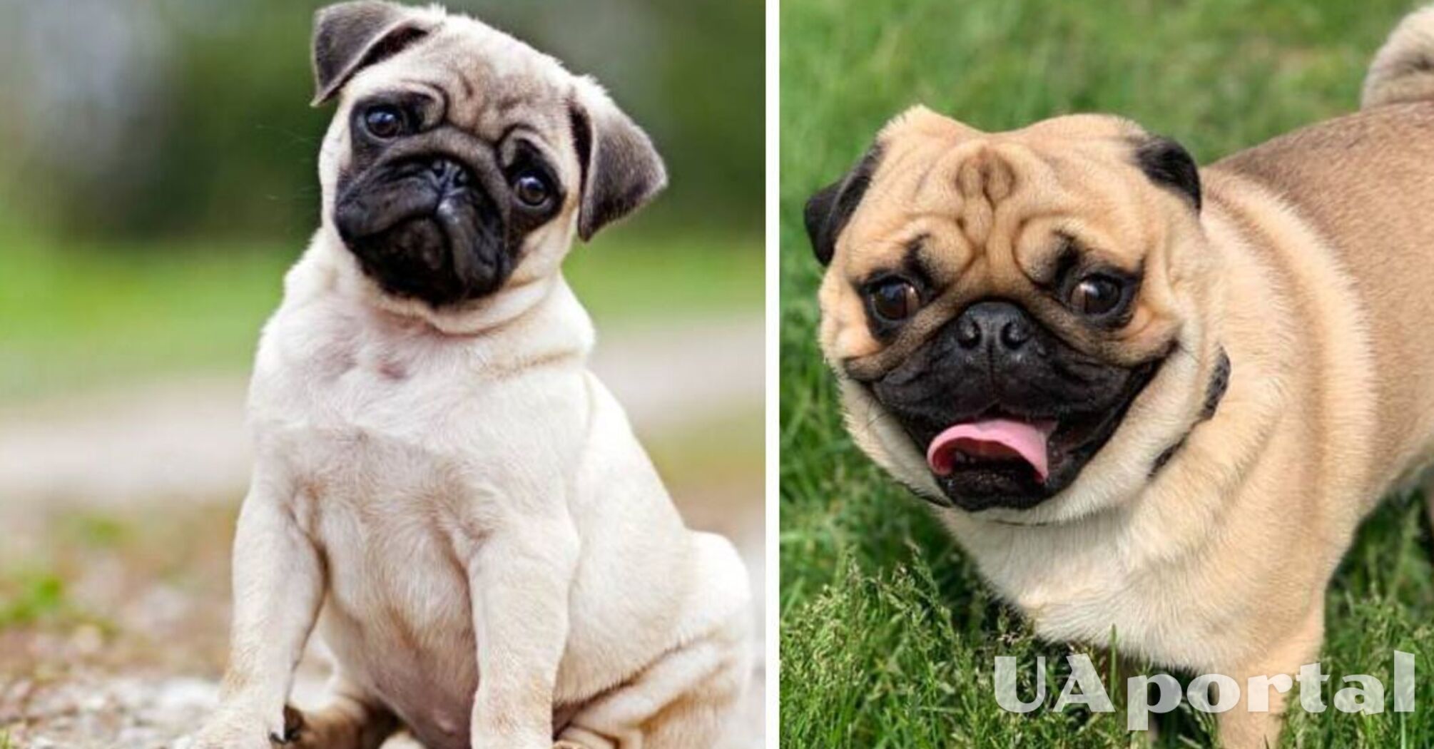 Cute snoring dogs: top interesting facts about pugs