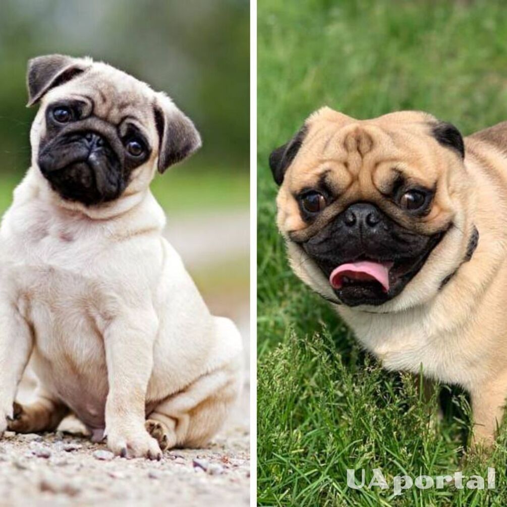 Cute snoring dogs: top interesting facts about pugs