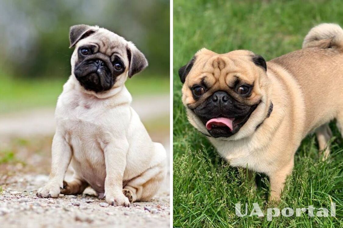 Cute snoring dogs: top interesting facts about pugs