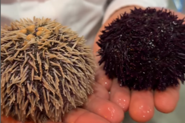 Экзотические продукты: что собой представляет морской еж