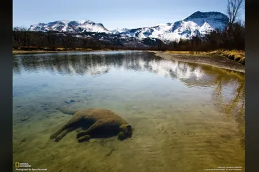 For the first time, scientists have recorded the beginning of fossilization of a puma peacefully 'sleeping' at the bottom of a river: a unique photo