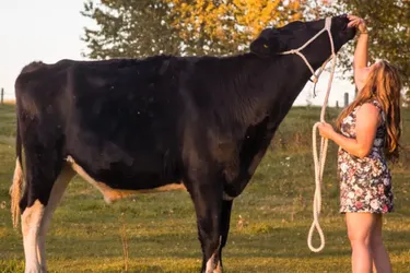 Мировой рекорд: в Канаде вырастили быка высотой почти два метра (видео)
