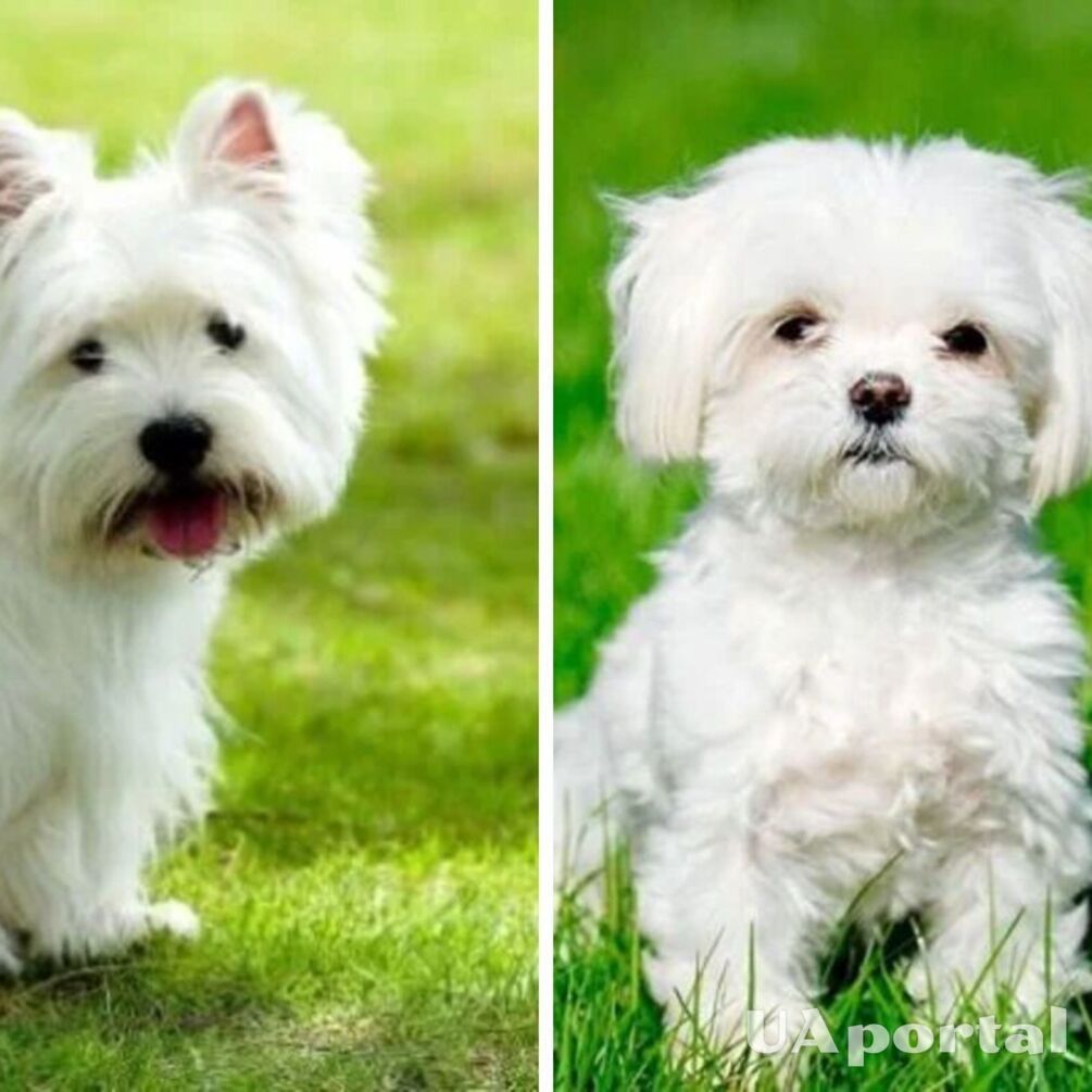 Great for the apartment: which dog breeds are odorless and do not shed