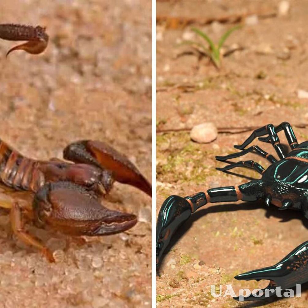 Scientists discover a previously unknown species of venomous scorpion in China