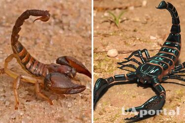 Вчені виявили на території Китаю невідомий раніше вид отруйного скорпіона