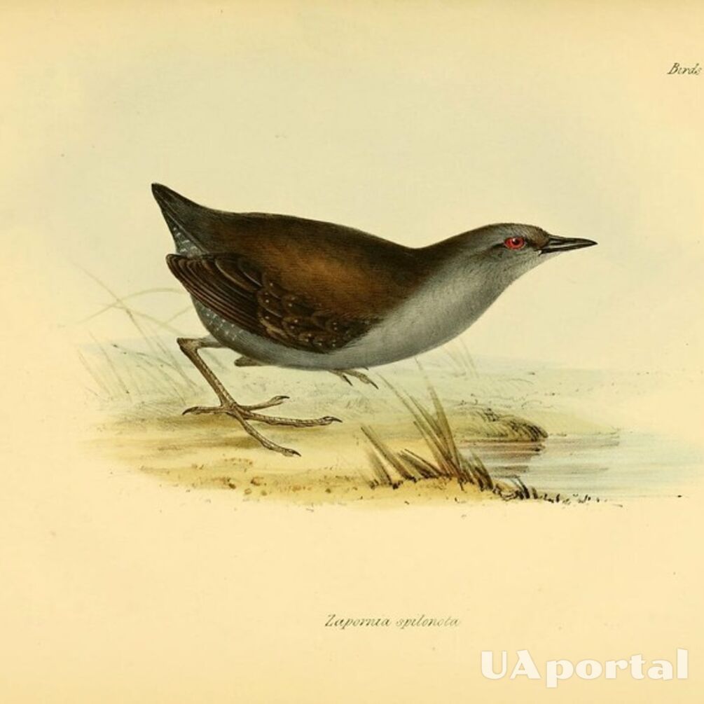 Thought to be extinct: a bird not seen for 200 years spotted in the Galapagos Islands