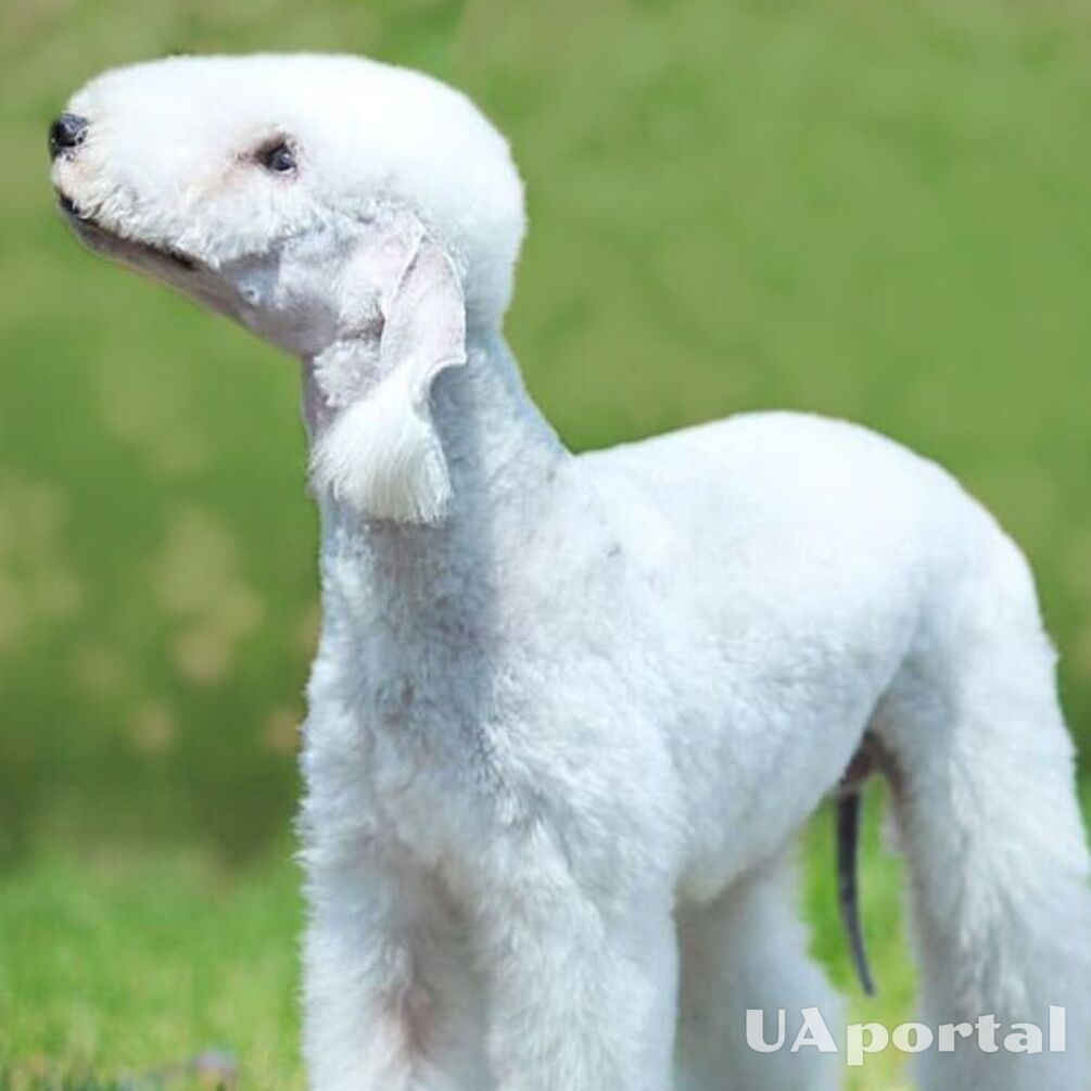 They will impress not only with their appearance: top unusual dog breeds