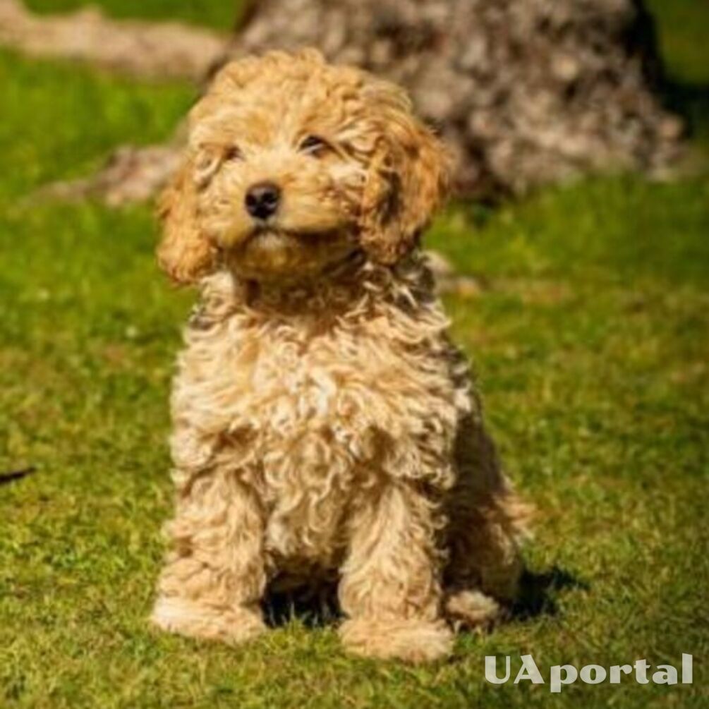 They will not be easy: the top of the most naughty dog breeds