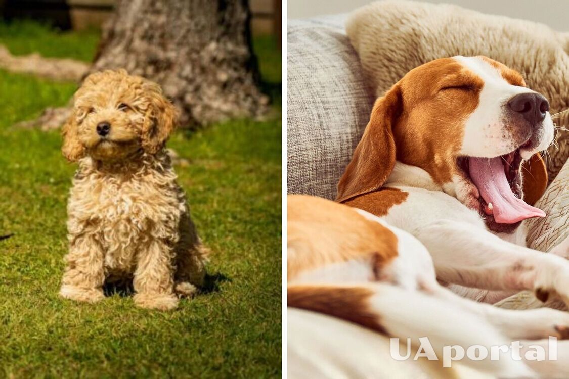 They will not be easy: the top of the most naughty dog breeds