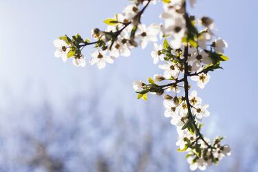 Резкое потепление в Украине: как долго украинцы будут наслаждаться мартовской 'жарой'