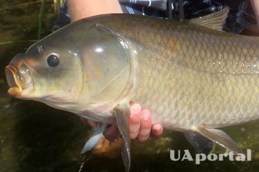 Унікальна риба довгожитель: науковець розповів цікаві факти про великоротого буффало