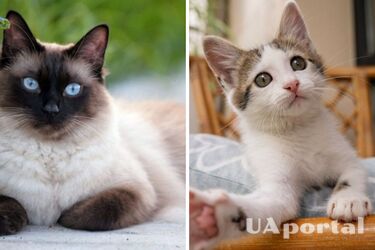 Почему коты мяукают в ночное время: ветеринары назвали топ неочевидных причин
