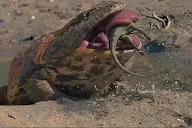 На Мадагаскаре нашли останки уникальной доисторической лягушки-хищника