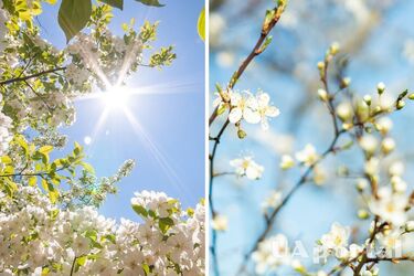 Тепла погода, переважно без опадів та до 19 градусів тепла: прогноз погоди в Україні на 15 квітня