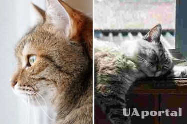 Это стоит знать: можно ли оставлять кота самого надолго