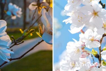 Тепло, как летом: прогноз погоды в Украине на 17 апреля.