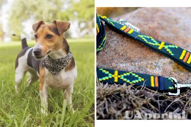 Рулетка или поводок: какой вариант выбрать для собаки