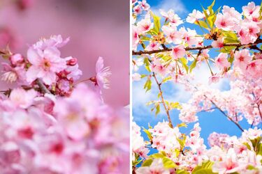 Сухо, сонячно та до +24: прогноз погоди в Україні на вихідні і Великдень