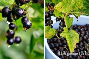 Врожай буде неймовірним: чим підживити смородину, щоб була смачна та велика