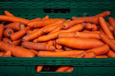 Морква по золотому курсу: ціна злетіла у 5 разів - у чому причина стрибка