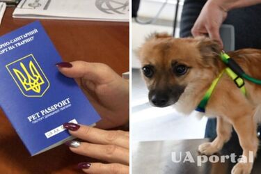 Как получить паспорт на домашнего питомца и для чего он нужен