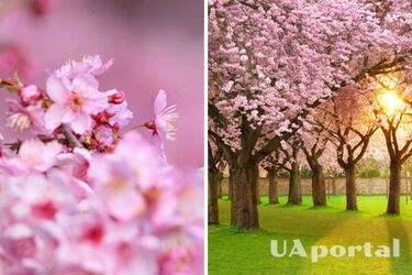 Літня спека до 26 градусів тепла: прогноз погоди в Україні на 24 квітня