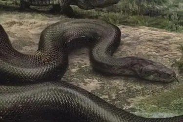 Змія-монстр вагою понад тонну: розкрито таємниці найважчої рептилії в історії