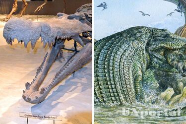 Вчені розкрили унікальні особливості 'жахливого крокодила', який поїдав динозаврів