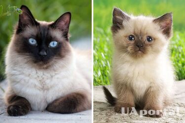 Вони є небезпечними: які запахи негативно впливають на здоровʼя котів