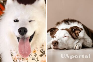 Як зрозуміти, що собака щасливий: ветеринари назвали 6 основних ознак