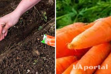 Городники поділились секретами швидкого сходження моркви: що робити для багатого врожаю