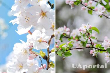 Справжнє літнє тепло: прогноз погоди в Україні на 30 квітня