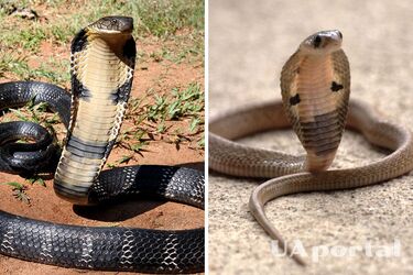 Канібали та надзвичайно небезпечні хижаки: цікаві факти про королівську кобру