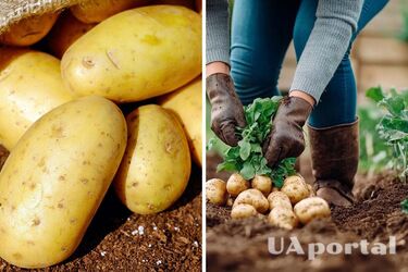 Врожай вас вразить: коли та як садити картоплю