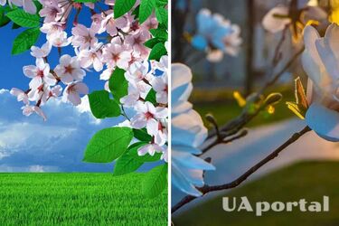 До 19 градусов тепла и без осадков: прогноз погоды в Украине на 4 апреля.