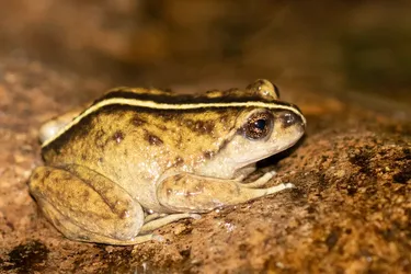 Ученые обнаружили в Андах животное, которое считалось вымершим: назвали находку уникальным