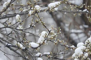 Весна на паузі: синоптикиня розповіла, чим здивує погода цього тижня і яким буде Великдень