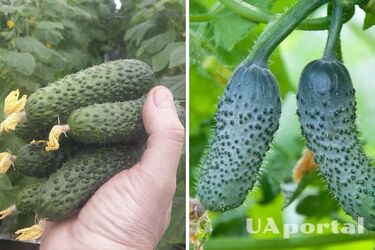 Будете удивлены урожаем: когда сеять семена огурцов в открытую почву, чтобы получить хороший урожай