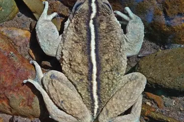 Возвращение из небытия: в Чили ученые нашли в горах редкое животное, которое считалось пропавшим навсегда