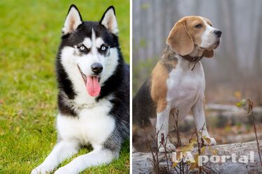 До ветеринара ходити не доведеться: топ порід собак, які мають міцне здоровʼя