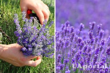 Як правильно обрізати лаванду, щоб пишно квітка: поради садівників