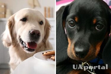 Усім власникам собак необхідно відвідати ЦНАП для реєстрації домашньої тварини: який дедлайн