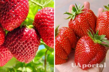 Как спасти кусты клубники от пожелтения: действенные методы от огородников